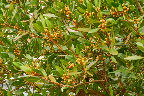Laurus nobilis, Grecian laurel or sweet true laurel is an aromatic evergreen tree or large shrub with green, glabrous leaves, in flowering plant family Lauraceae.